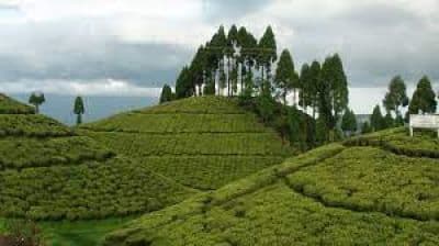 Tea Gardens Mirik