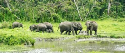 Mahananda Wildlife Sanctuary