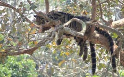 Mahananda Wildlife Sanctuary