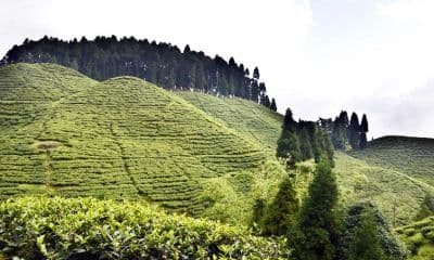 Tea Gardens Mirik