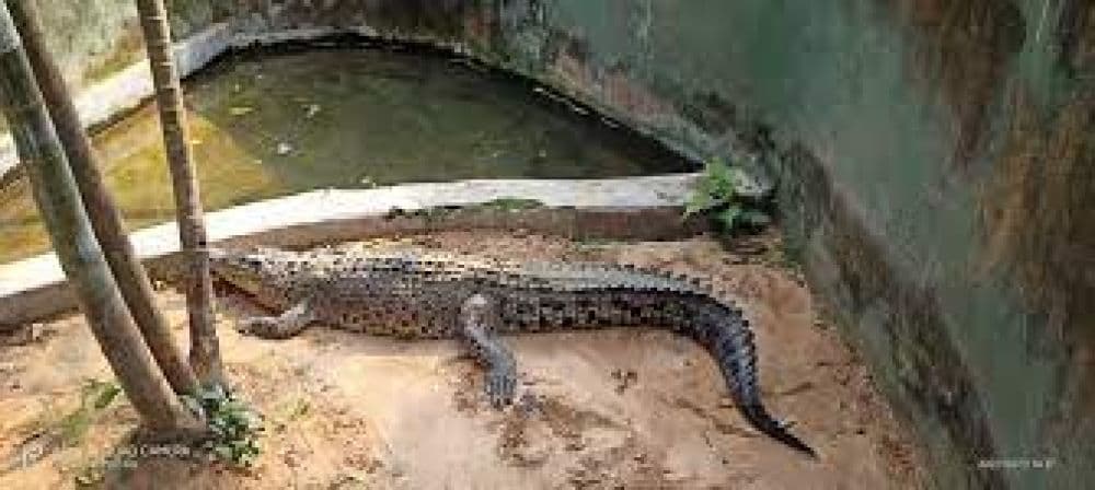 Alipore Zoological Gardens