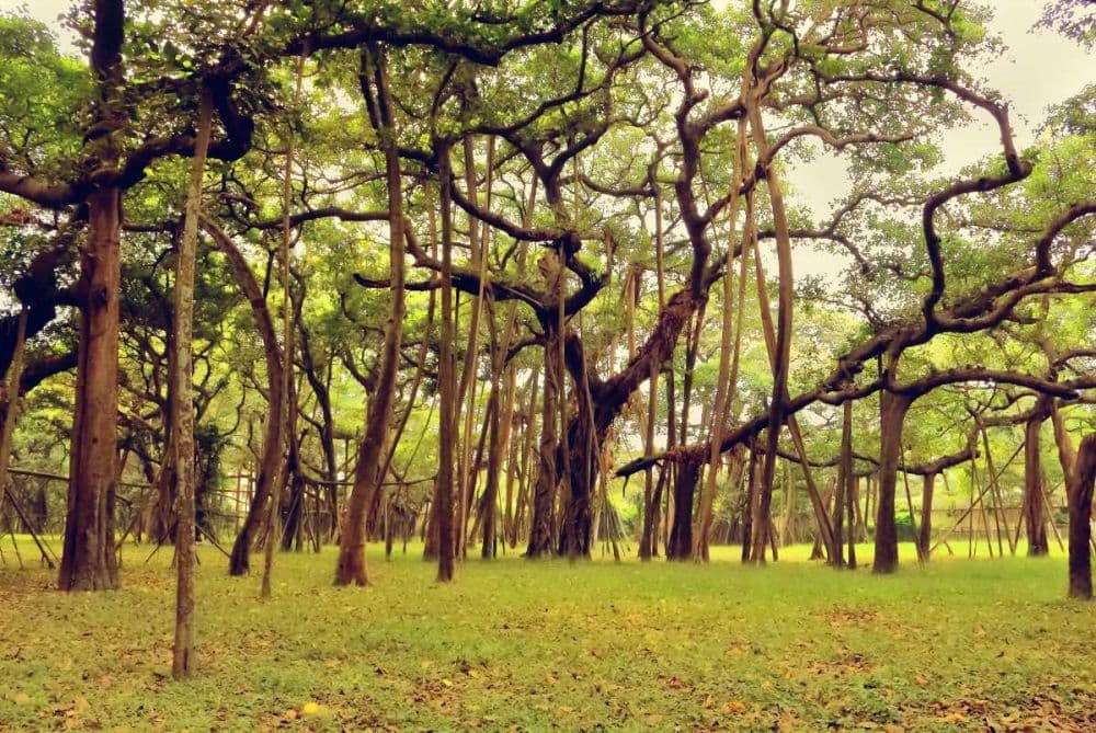 Botanical Gardens Kolkata