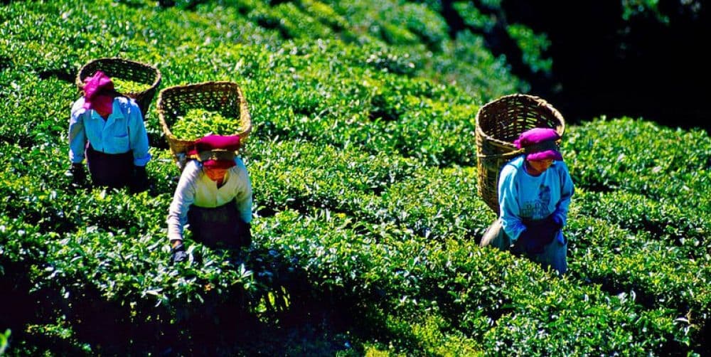 Happy Valley Tea Estate