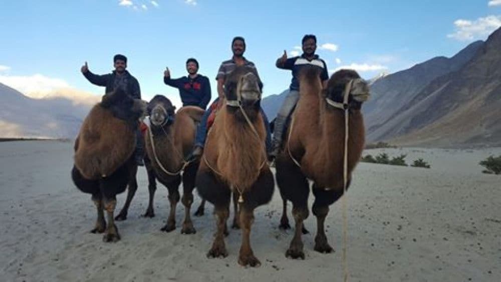 Bactrian Camel Safari