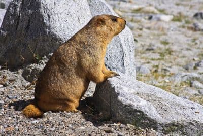 Marmot Point