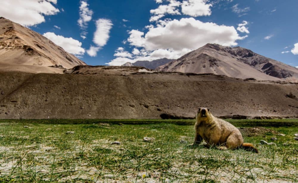 Hemis National Park