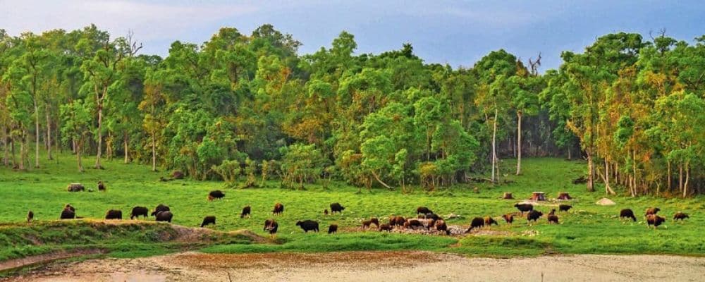Chapramari Wildlife Sanctuary