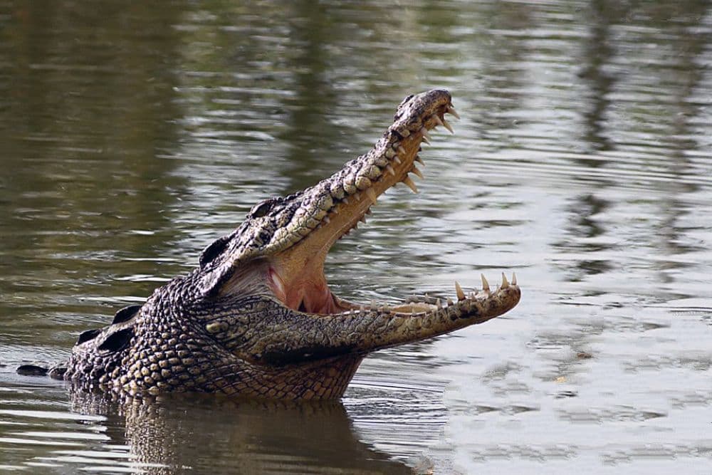 Bhagabatpur Crocodile Project