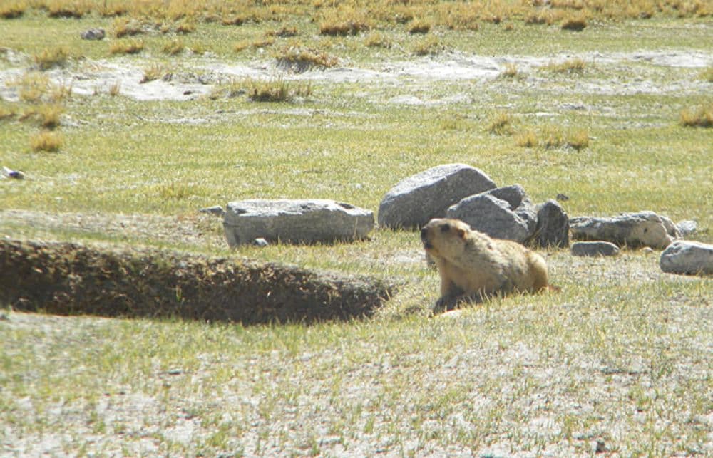 Marmot Point