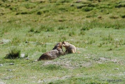 Marmot Point