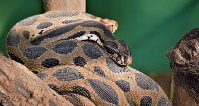 Katraj Snake Park