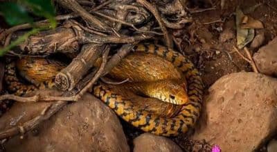 Katraj Snake Park