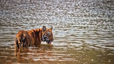 Tadoba Lake