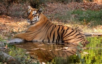 Maharaj Bagh and Zoo