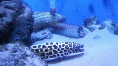 Abyss Aquarium Verna