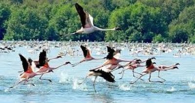 Thane Creek Flamingo Sanctuary