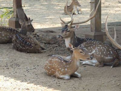 New Palace Museum and Zoo