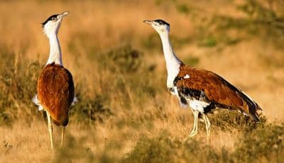 Great Indian Bustard Sanctuary Solapur