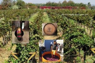 Sula Vineyards