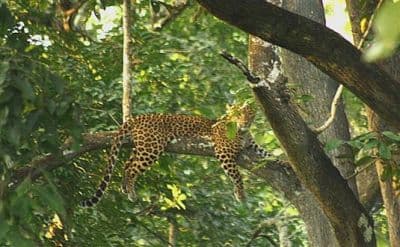 Kanakeshwar Forest
