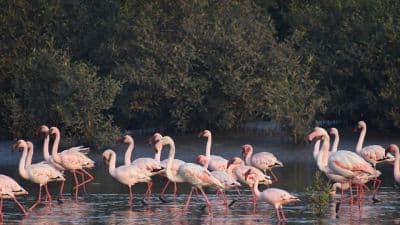 Thane Creek Flamingo Sanctuary