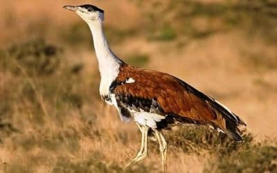 Great Indian Bustard Sanctuary Solapur