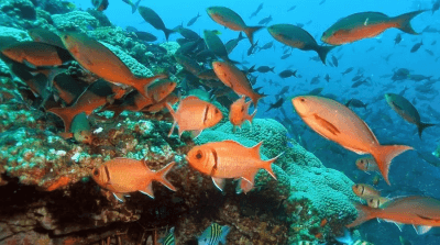 Malvan Marine Sanctuary