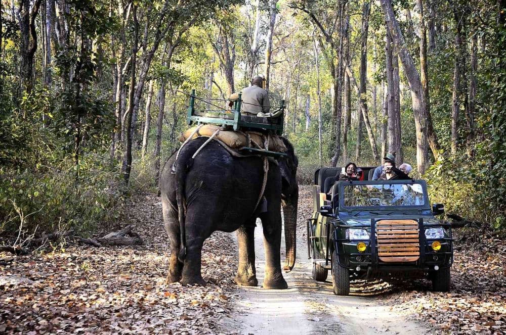 Elephant Safari Point Kanha