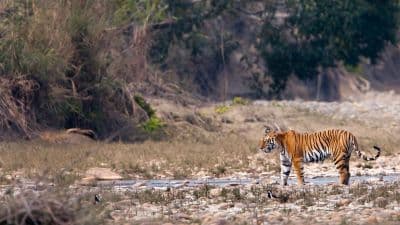 Kanha Tiger Reserve