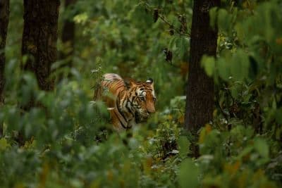 Kanha Tiger Reserve