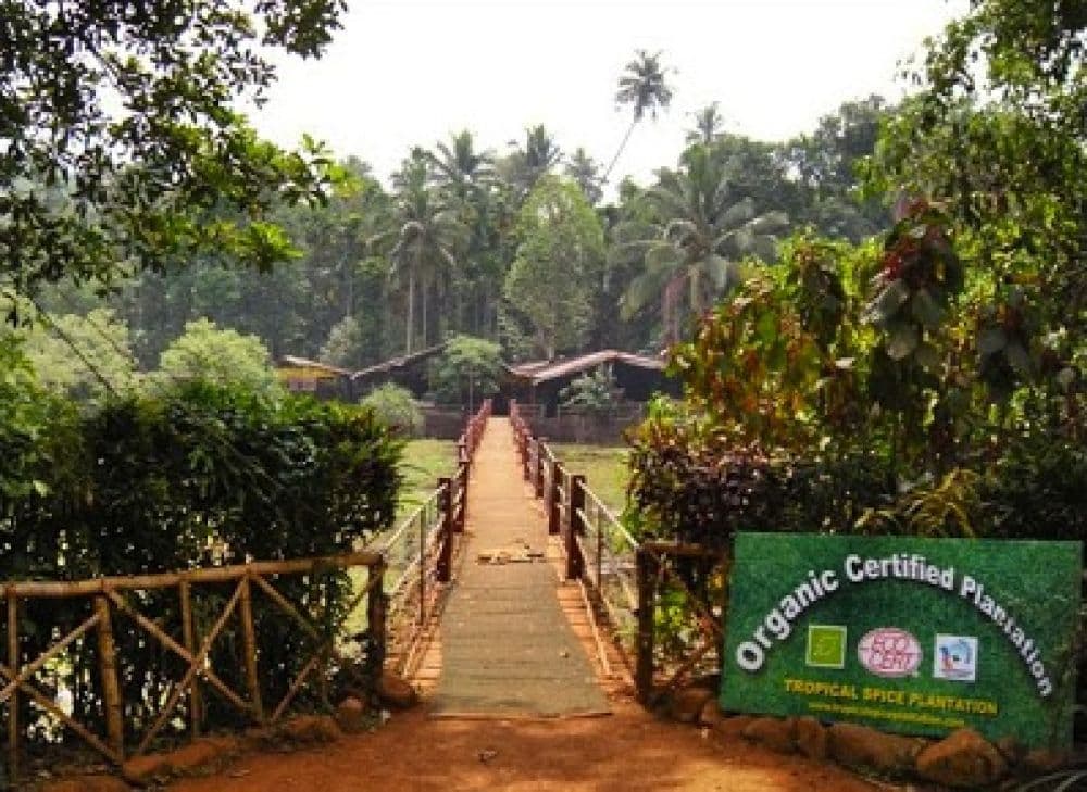 Spice Plantations (Tropical Spice Plantation)