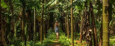 Spice Plantations (Tropical Spice Plantation)