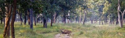 Bodhanala Range
