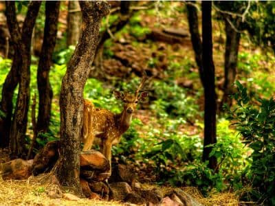 Van Vihar National Park Bhopal
