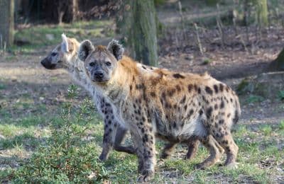 Gwalior Zoo