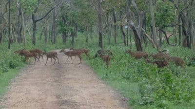 Bhagwan Mahavir Wildlife Sanctuary