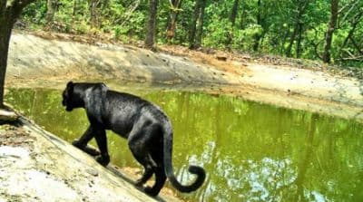Netravali Wildlife Sanctuary