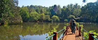 Spice Plantations (Tropical Spice Plantation)
