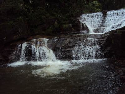 Bee Fall