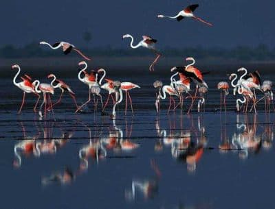 Pulicat Lake