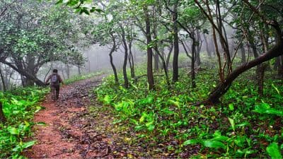 Nallamala Forest