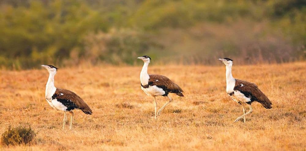 Rollapadu Wildlife Sanctuary