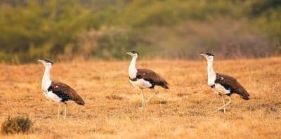 Rollapadu Wildlife Sanctuary