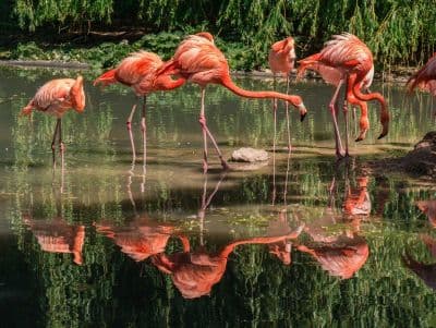 Nellapattu Bird Sanctuary