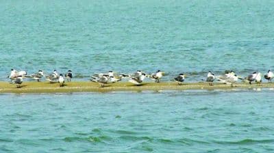 Pulicat Lake