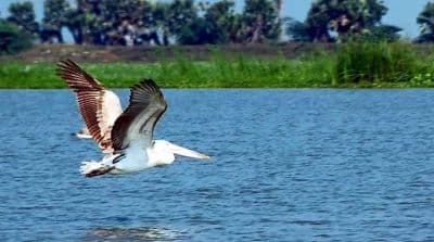 Kolleru Lake