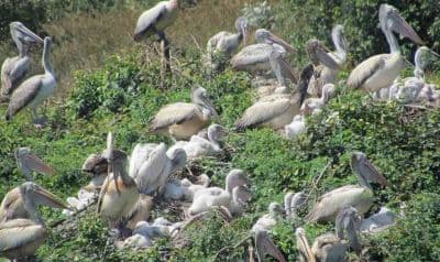 Nelapattu Bird Sanctuary