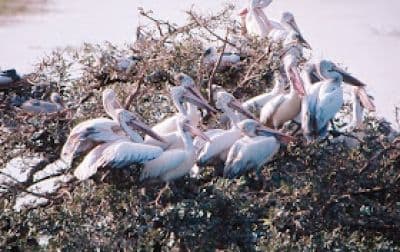 Nelapattu Bird Sanctuary