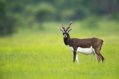 Rollapadu Wildlife Sanctuary