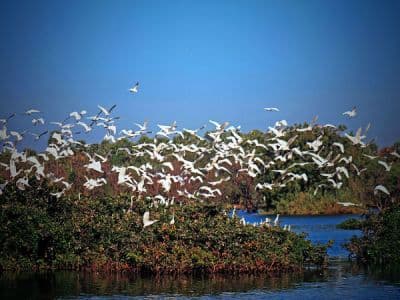 Wildlife Sanctuaries